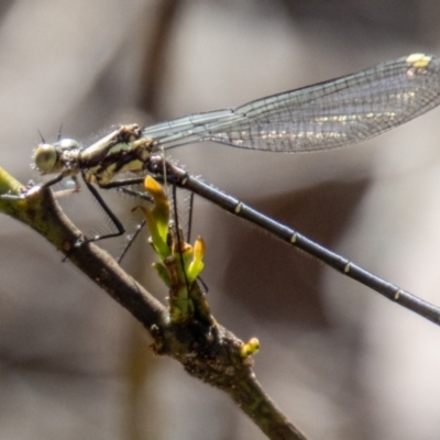 Austroargiolestes calcaris (Powdered Flatwing) at Gibraltar Pines - 10 Nov 2023 by SWishart