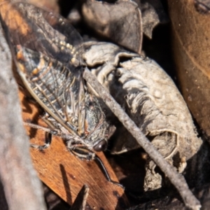 Atrapsalta furcilla at Gibraltar Pines - 10 Nov 2023