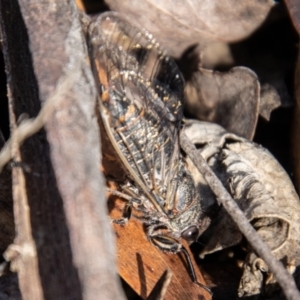 Atrapsalta furcilla at Gibraltar Pines - 10 Nov 2023