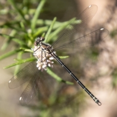 Austroargiolestes icteromelas at Gibraltar Pines - 10 Nov 2023 09:55 AM