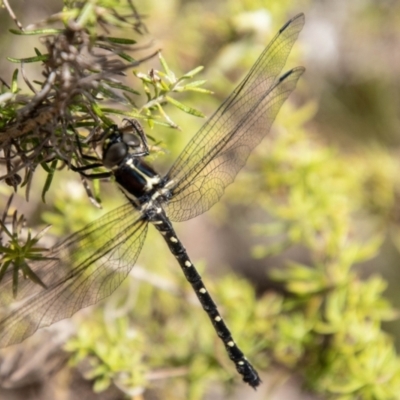 Eusynthemis guttata (Southern Tigertail) at Paddys River, ACT - 9 Nov 2023 by SWishart