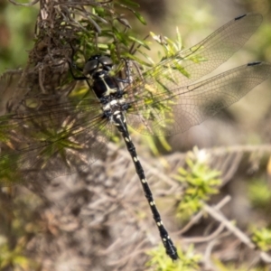 Eusynthemis guttata at Gibraltar Pines - 10 Nov 2023