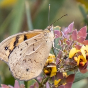 Heteronympha merope at Namadgi National Park - 10 Nov 2023