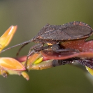 Amorbus sp. (genus) at Namadgi National Park - 10 Nov 2023 10:40 AM