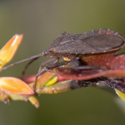 Amorbus sp. (genus) (Eucalyptus Tip bug) at Namadgi National Park - 9 Nov 2023 by SWishart