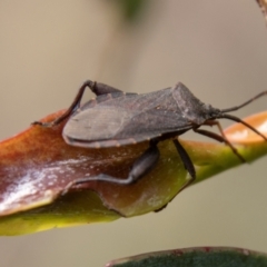 Amorbus sp. (genus) at Namadgi National Park - 10 Nov 2023 10:40 AM