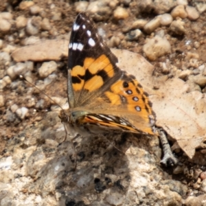 Vanessa kershawi at Namadgi National Park - 10 Nov 2023