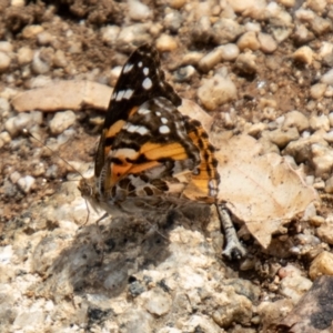 Vanessa kershawi at Namadgi National Park - 10 Nov 2023