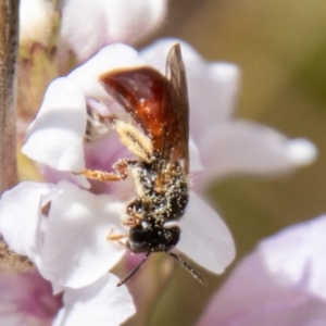 Exoneura sp. (genus) at Namadgi National Park - 10 Nov 2023 11:38 AM