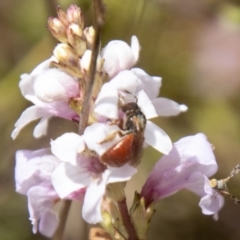 Exoneura sp. (genus) at Namadgi National Park - 10 Nov 2023 11:38 AM