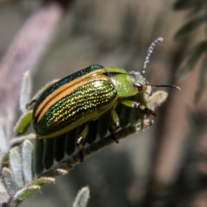 Calomela bartoni at Namadgi National Park - 10 Nov 2023