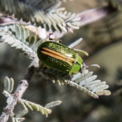 Calomela bartoni at Namadgi National Park - 10 Nov 2023