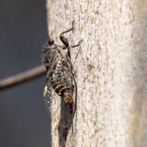 Atrapsalta furcilla at Gibraltar Pines - 10 Nov 2023