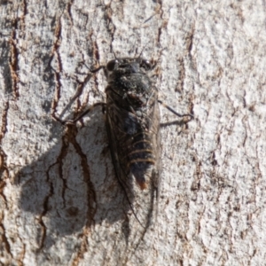 Atrapsalta furcilla at Gibraltar Pines - 10 Nov 2023