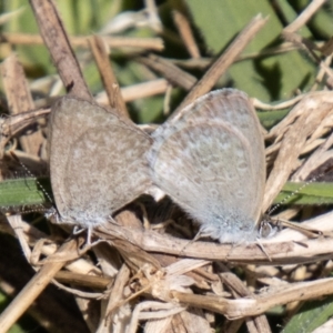 Zizina otis at Gibraltar Pines - 10 Nov 2023