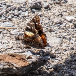 Vanessa itea at Gibraltar Pines - 10 Nov 2023 03:52 PM