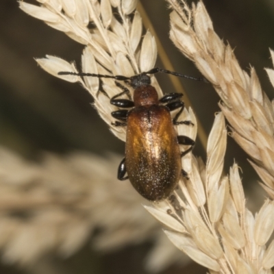 Ecnolagria grandis (Honeybrown beetle) at Hawker, ACT - 14 Nov 2023 by AlisonMilton