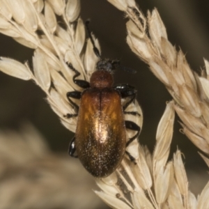 Ecnolagria grandis at The Pinnacle - 14 Nov 2023