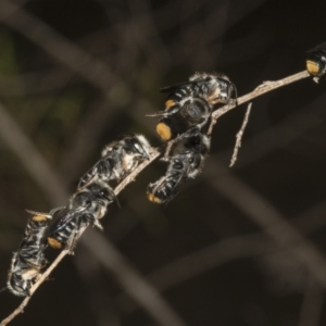 Megachile ferox at The Pinnacle - 14 Nov 2023