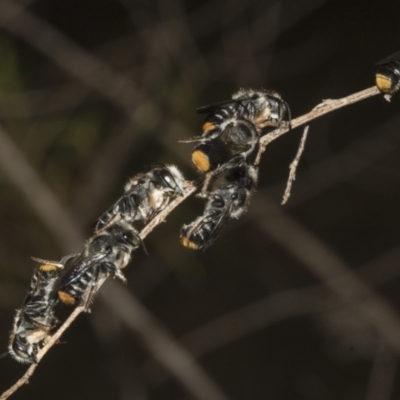 Megachile ferox (Resin bee) at The Pinnacle - 14 Nov 2023 by AlisonMilton