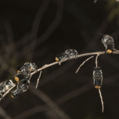 Megachile ferox at The Pinnacle - 14 Nov 2023 11:33 AM