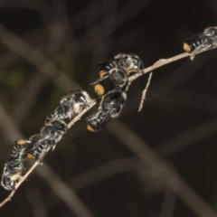 Megachile ferox at The Pinnacle - 14 Nov 2023 11:33 AM