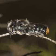 Megachile ferox at The Pinnacle - 14 Nov 2023