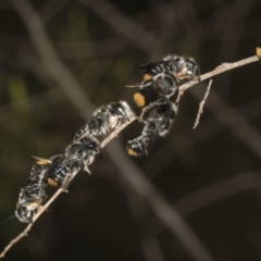 Megachile ferox at The Pinnacle - 14 Nov 2023 11:33 AM