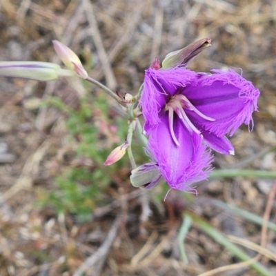 Thysanotus tuberosus (Common Fringe-lily) at The Pinnacle - 13 Nov 2023 by sangio7
