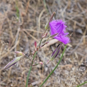 Thysanotus tuberosus at The Pinnacle - 14 Nov 2023