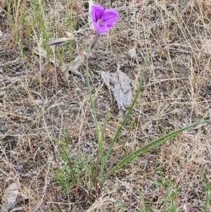 Thysanotus tuberosus at The Pinnacle - 14 Nov 2023 08:06 AM