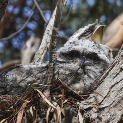 Podargus strigoides (Tawny Frogmouth) at Hawker, ACT - 14 Nov 2023 by AlisonMilton