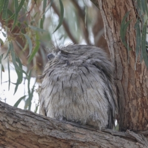 Podargus strigoides at Hawker, ACT - 14 Nov 2023