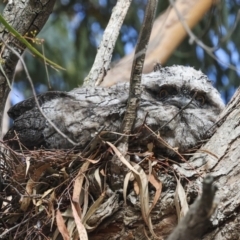 Podargus strigoides at Hawker, ACT - 14 Nov 2023