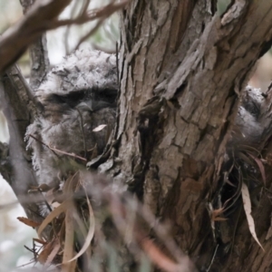 Podargus strigoides at Hawker, ACT - 14 Nov 2023