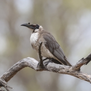 Philemon corniculatus at The Pinnacle - 14 Nov 2023