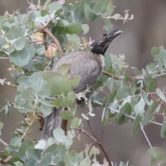 Philemon corniculatus at The Pinnacle - 14 Nov 2023