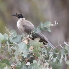 Philemon corniculatus at The Pinnacle - 14 Nov 2023