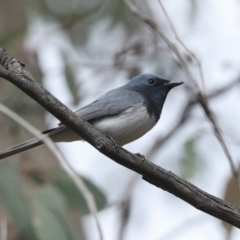 Myiagra rubecula (Leaden Flycatcher) at The Pinnacle - 13 Nov 2023 by AlisonMilton