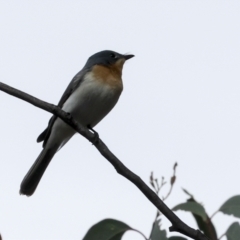 Myiagra rubecula at The Pinnacle - 14 Nov 2023