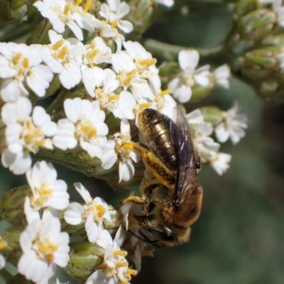 Leioproctus (Leioproctus) amabilis (A plaster bee) at Murrumbateman, NSW - 13 Nov 2023 by SimoneC