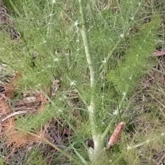 Foeniculum vulgare (Fennel) at Wanniassa Hill - 13 Nov 2023 by KumikoCallaway