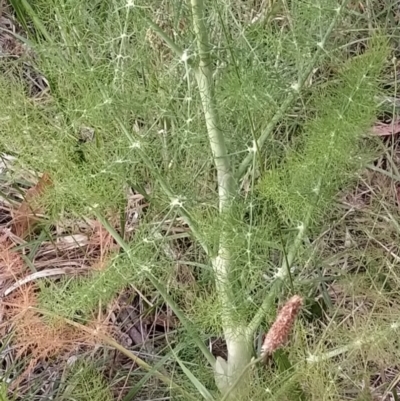 Foeniculum vulgare (Fennel) at Wanniassa Hill - 14 Nov 2023 by KumikoCallaway
