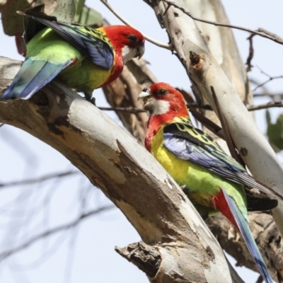 Platycercus eximius (Eastern Rosella) at Belconnen, ACT - 13 Nov 2023 by AlisonMilton