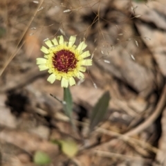 Tolpis barbata (Yellow Hawkweed) at Coppabella, NSW - 13 Nov 2023 by Darcy