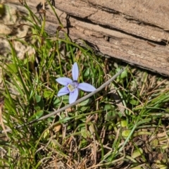 Isotoma fluviatilis subsp. australis (Swamp Isotome) at Coppabella, NSW - 13 Nov 2023 by Darcy
