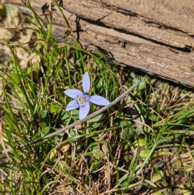 Isotoma fluviatilis subsp. australis (Swamp Isotome) at Coppabella, NSW - 13 Nov 2023 by Darcy
