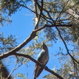 Chrysococcyx lucidus at Coppabella, NSW - 13 Nov 2023