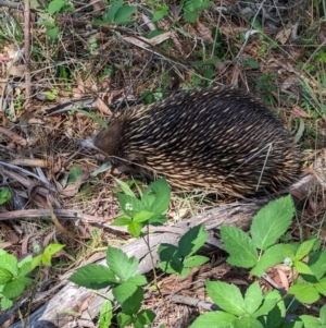 Tachyglossus aculeatus at Coppabella, NSW - 13 Nov 2023