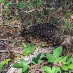 Tachyglossus aculeatus at Coppabella, NSW - 13 Nov 2023